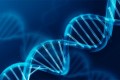 Scoperto  il gene che accende il cancro sciogliendo i nodi  del DNA
