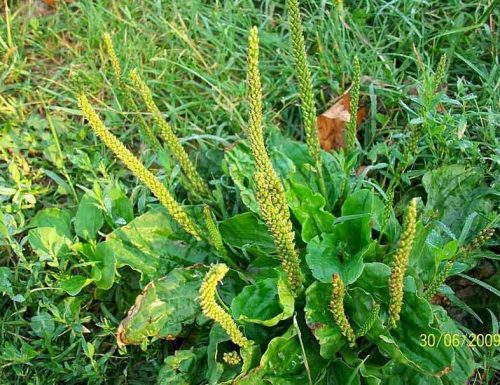 Piantaggine. Conoscete quest’erba? E’ una potente pianta medicinale. Ecco le proprietà e come usarla!